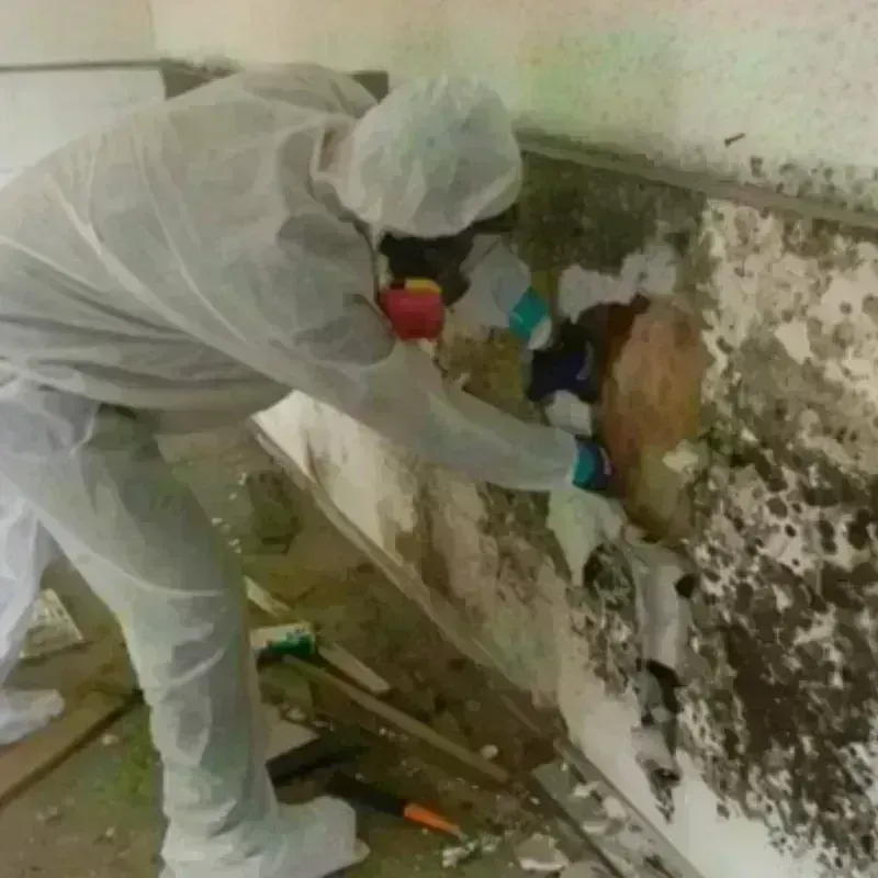 Mold Remediation and Removal in Bryn Mawr, PA